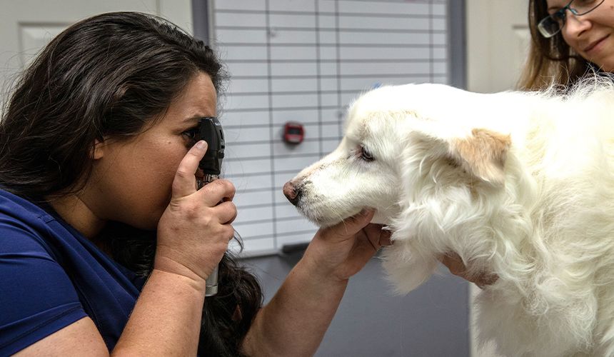 vet checking the eyes of a furry white dog at animal hospital on milam road