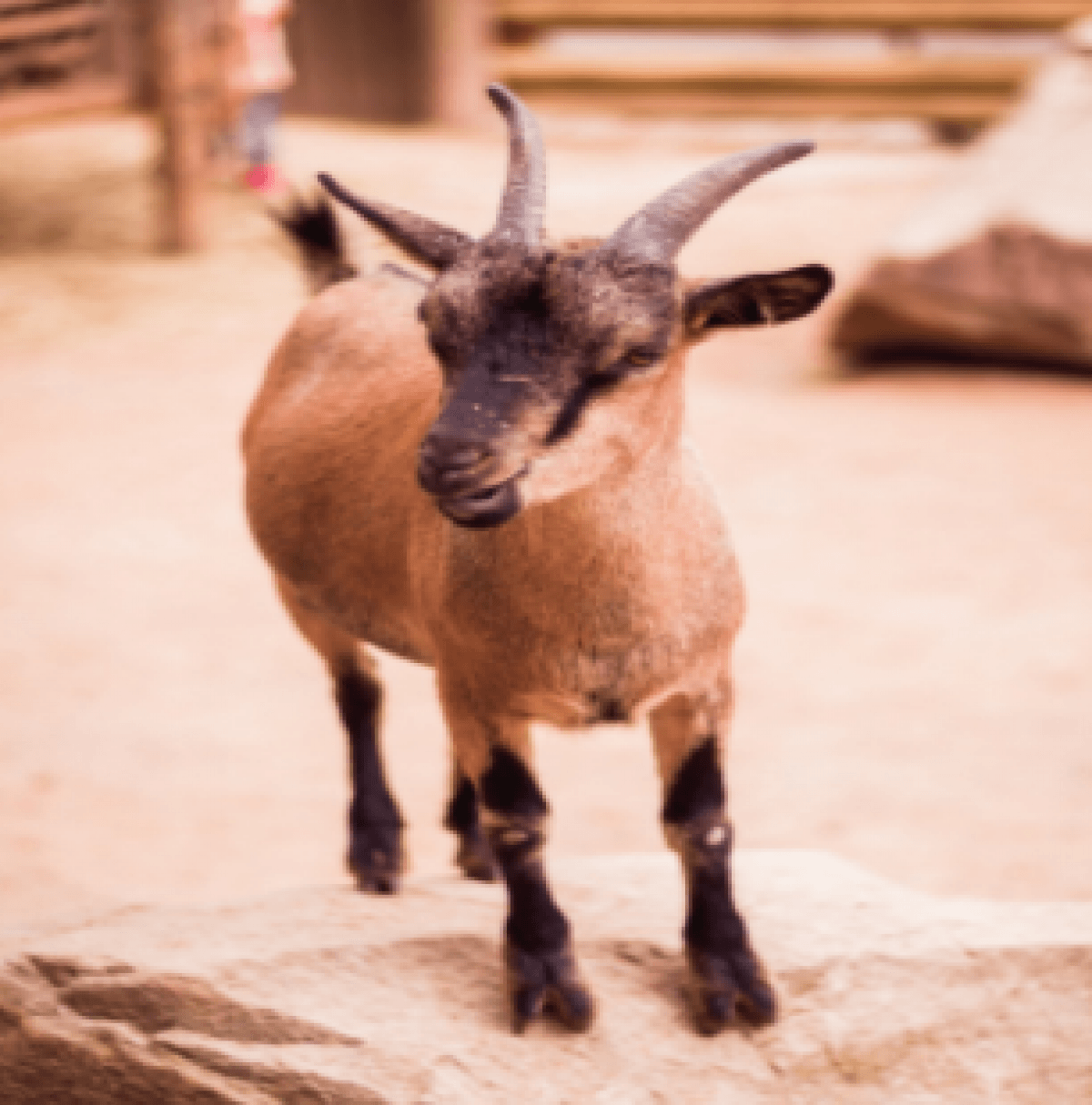 5 Common Illnesses Within a Goat's Nose - Backyard Goats