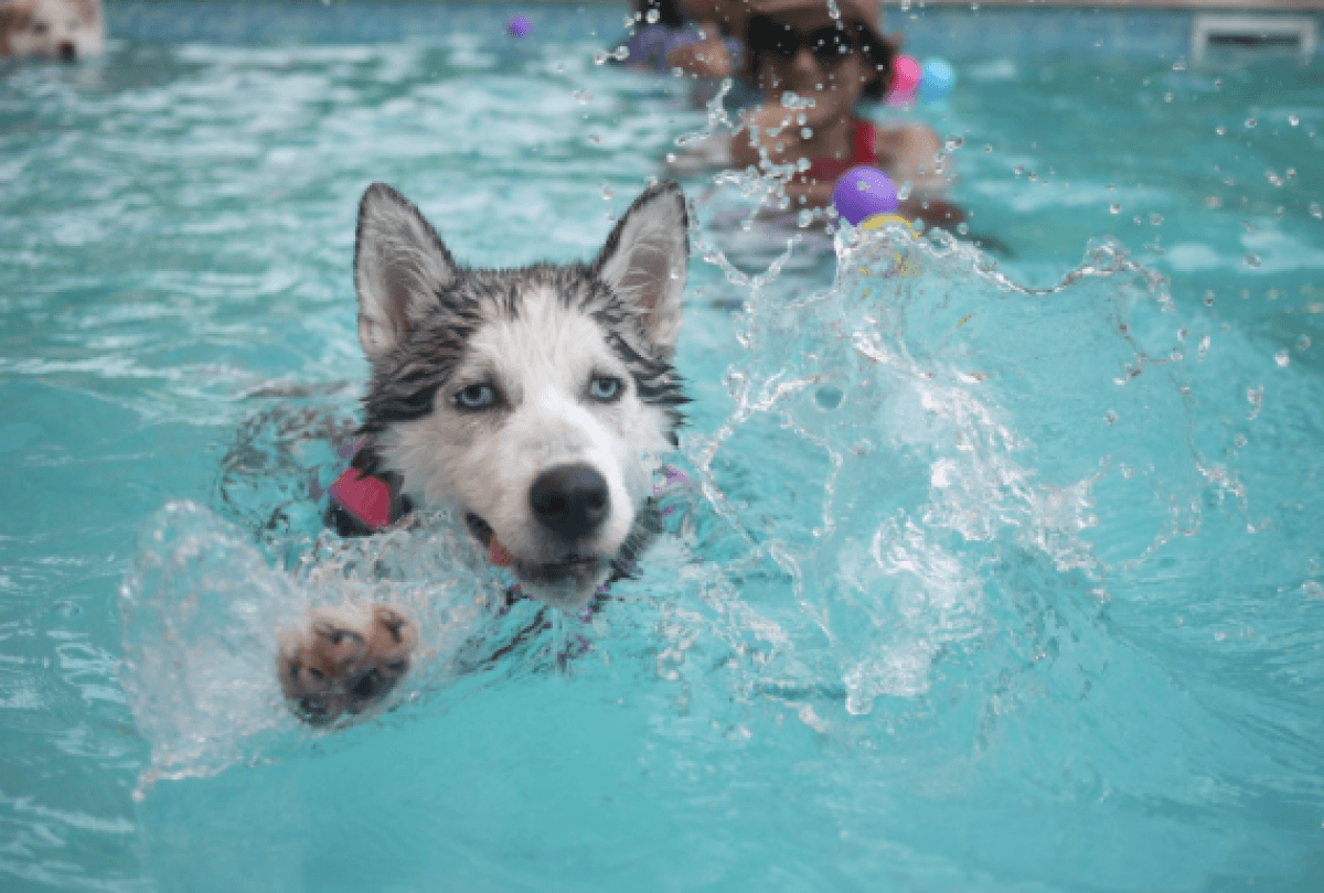 Take Your Pup Swimming in Flower Mound - Blog