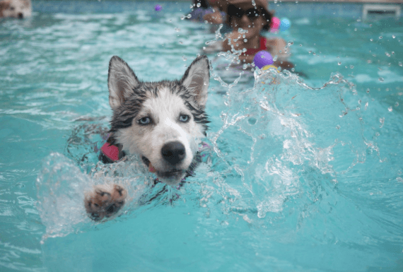 Take Your Pup Swimming in Flower Mound