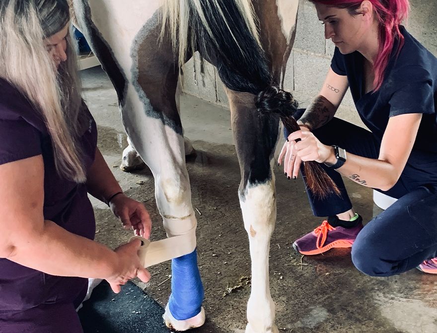 veterinarians bandaging horse's foot for injury at animal hospital milam on road
